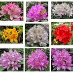 Rhododendrenpark Kromlau