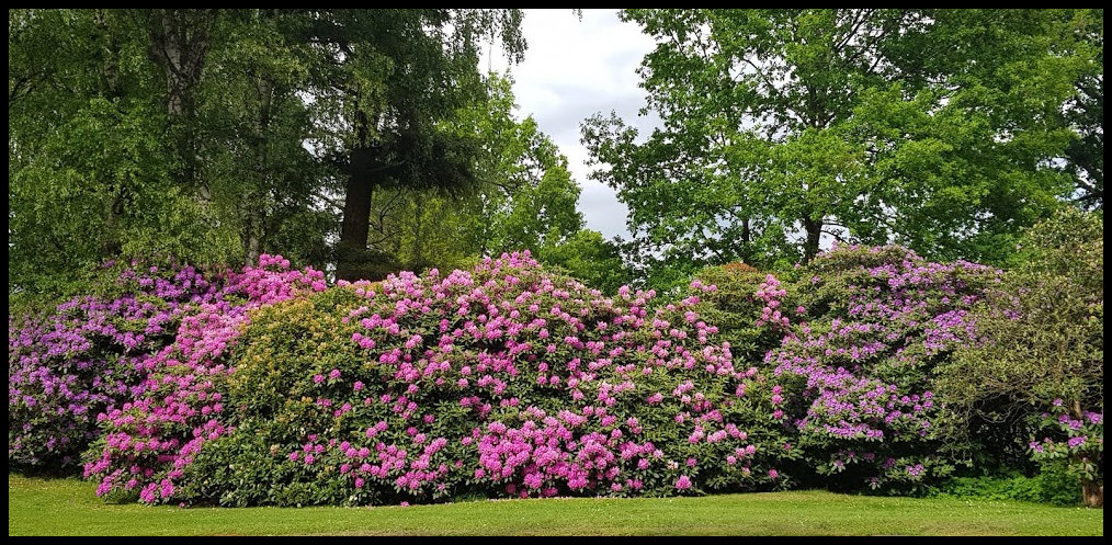 Rhododendrenpracht im Gräflichem Park (Kurpark) Bad Driburg