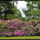 Rhododendrenpracht im Gräflichem Park (Kurpark) Bad Driburg