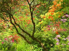 Rhododendrentraum