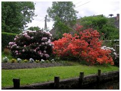 Rhododendrenzeit