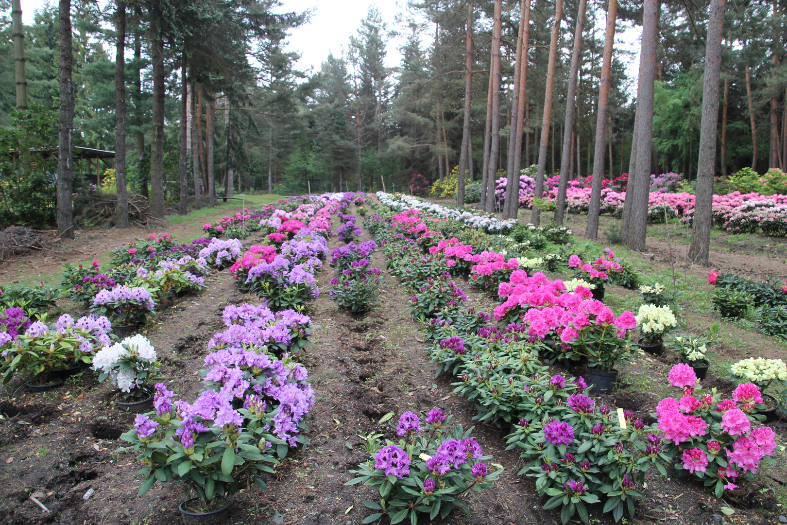 Rhododendrenzucht in der Baumschule Seidel in Grüngräbchen bei Kamenz / Sa