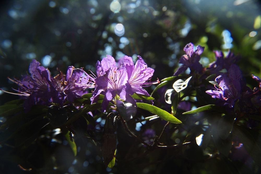 Rhododendro im Gegenlicht