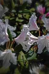 Rhododendrom maximum