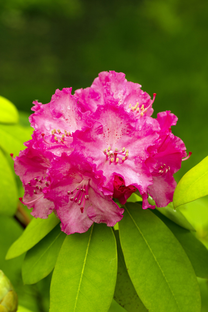 Rhododendron