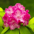 Rhododendron