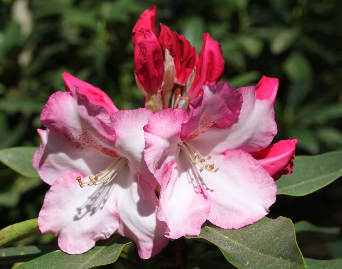 Rhododendron