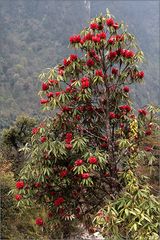 rhododendron 01