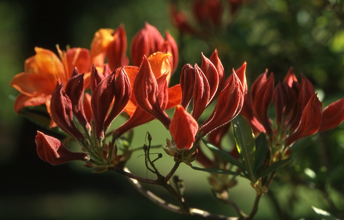 Rhododendron