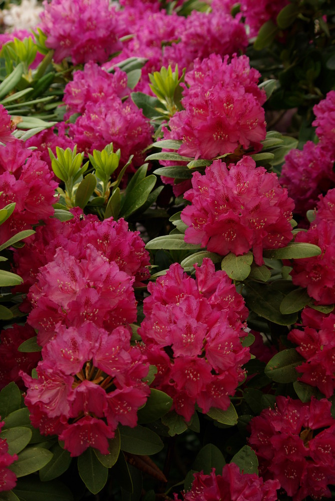 Rhododendron