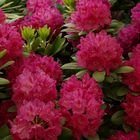 Rhododendron