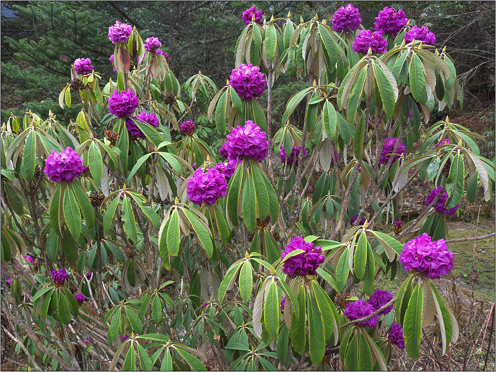 rhododendron 02