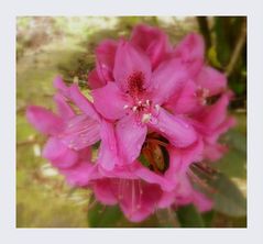 rhododendron