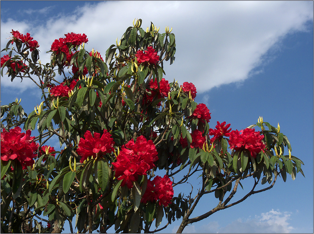 rhododendron 03