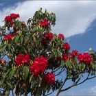 rhododendron 03