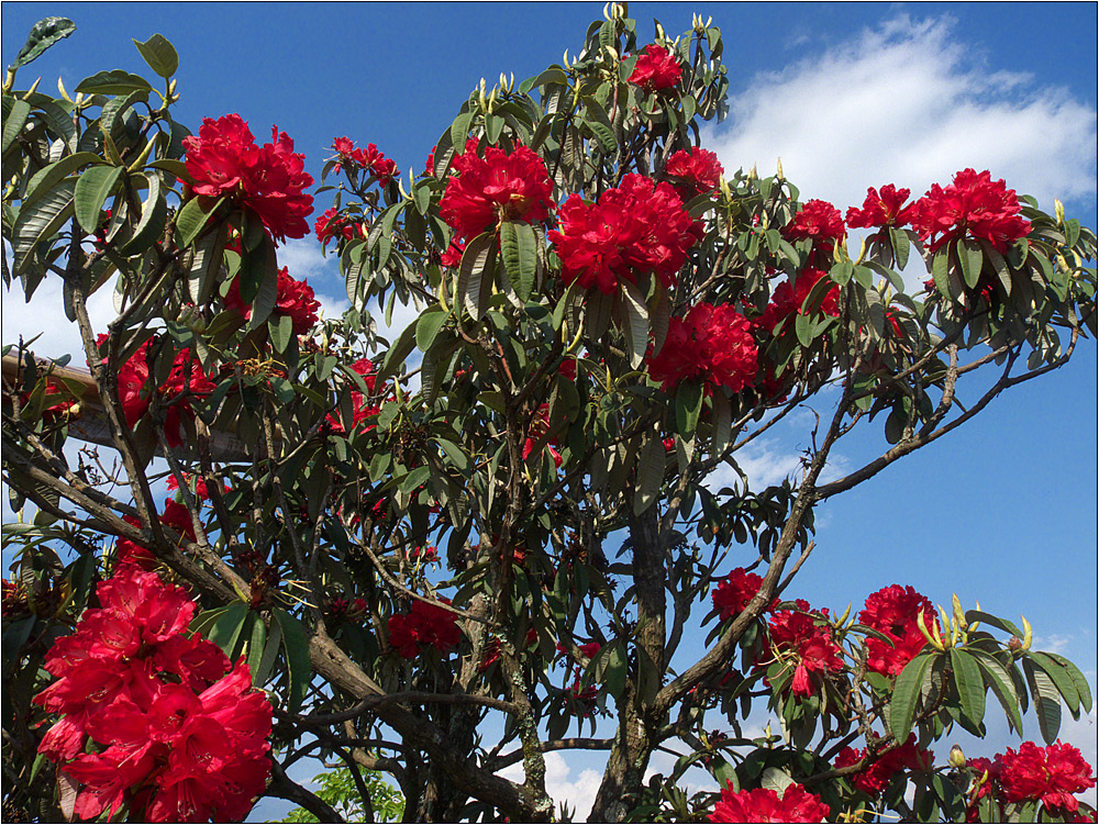 rhododendron 04