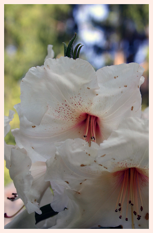 Rhododendron