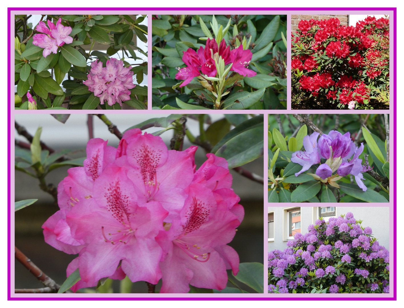 Rhododendron