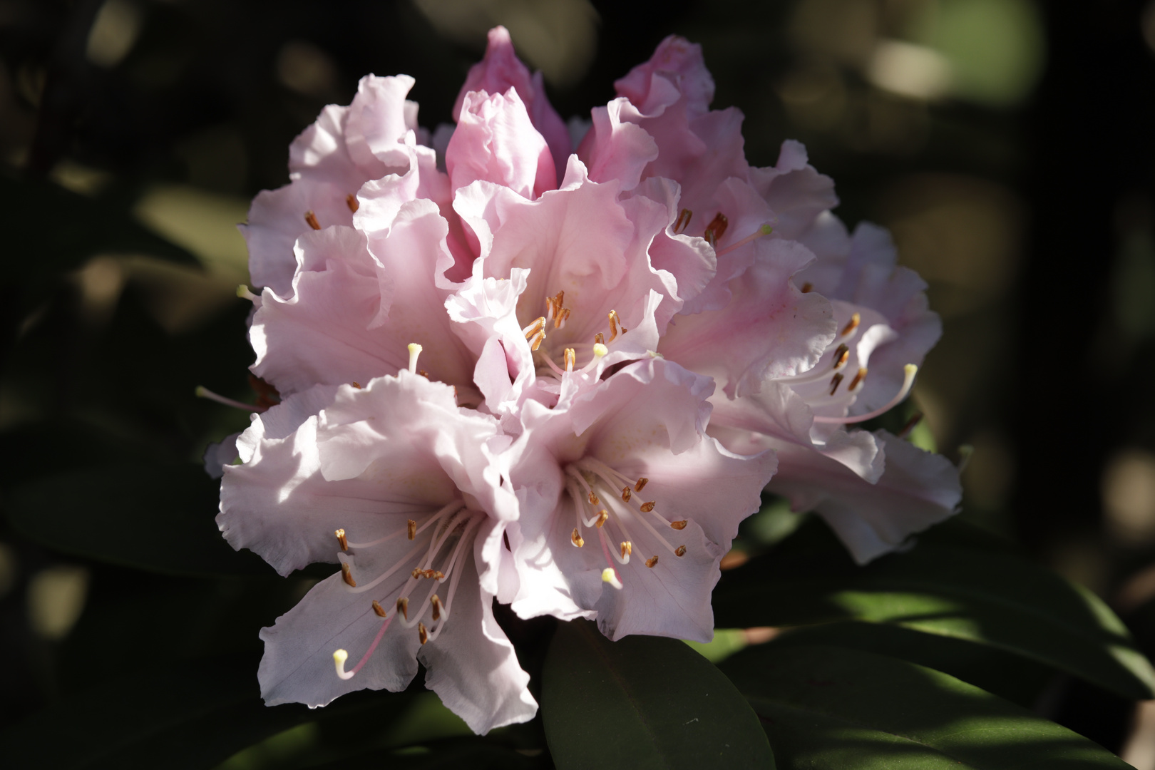 Rhododendron....
