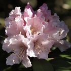 Rhododendron....