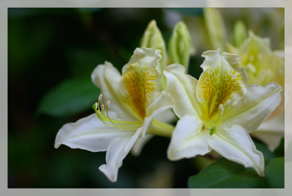 Rhododendron