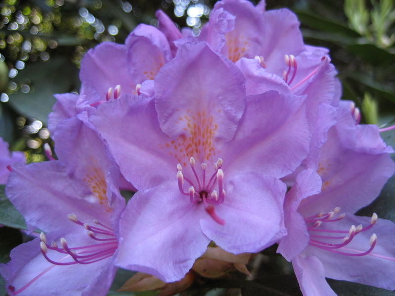 *Rhododendron*