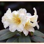 Rhododendron