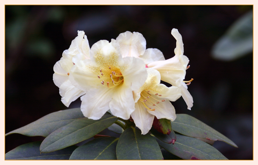 Rhododendron