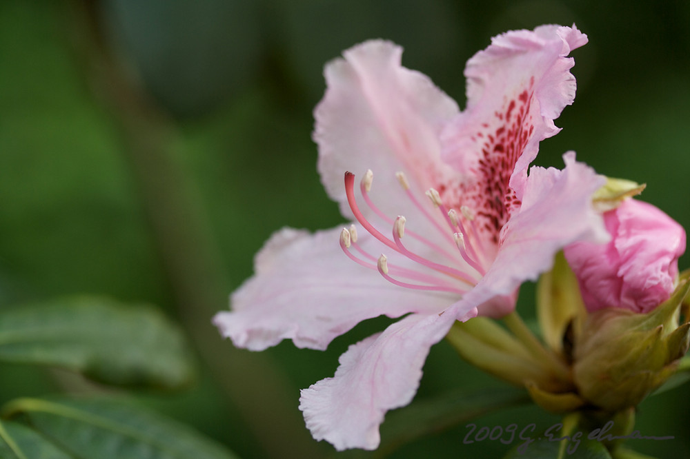 Rhododendron