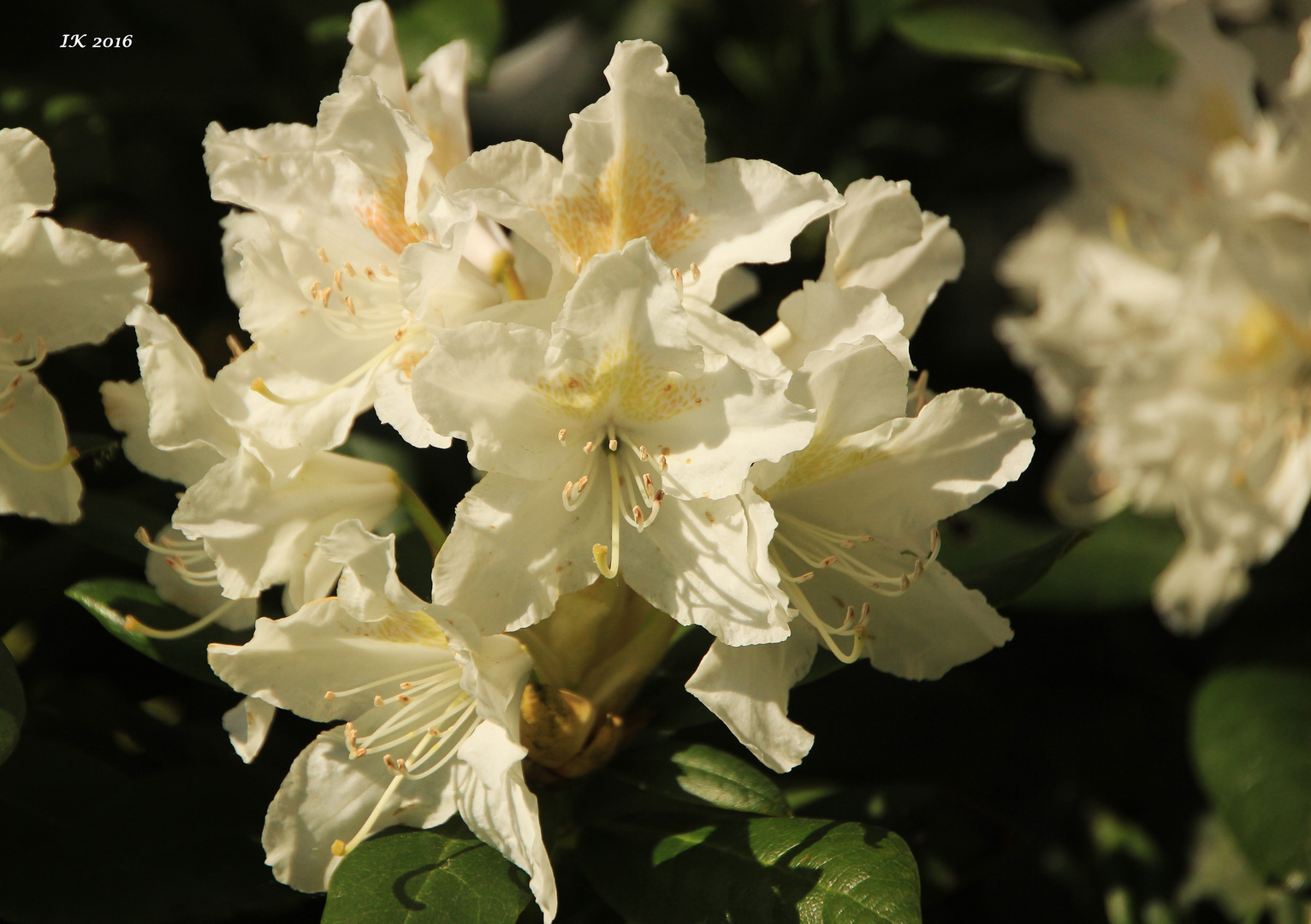 Rhododendron