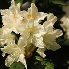 Rhododendron