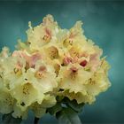 RHODODENDRON