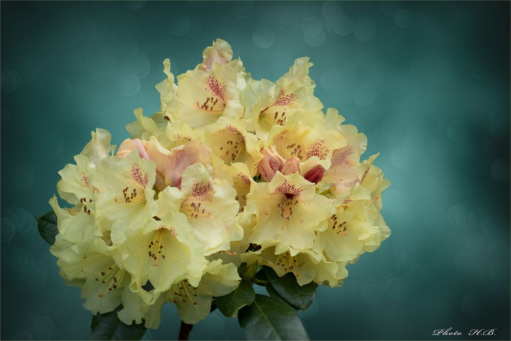 RHODODENDRON