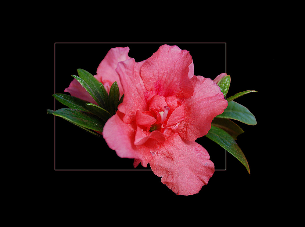 Rhododendron