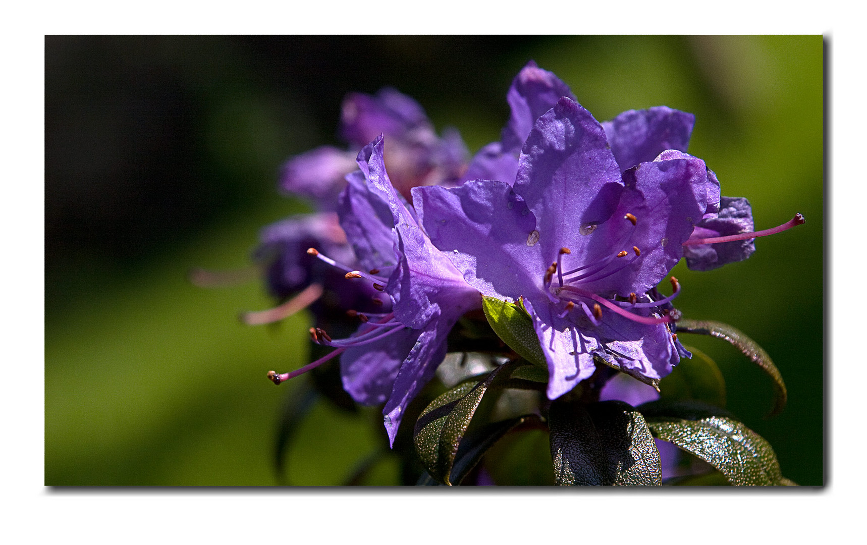 Rhododendron