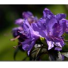 Rhododendron