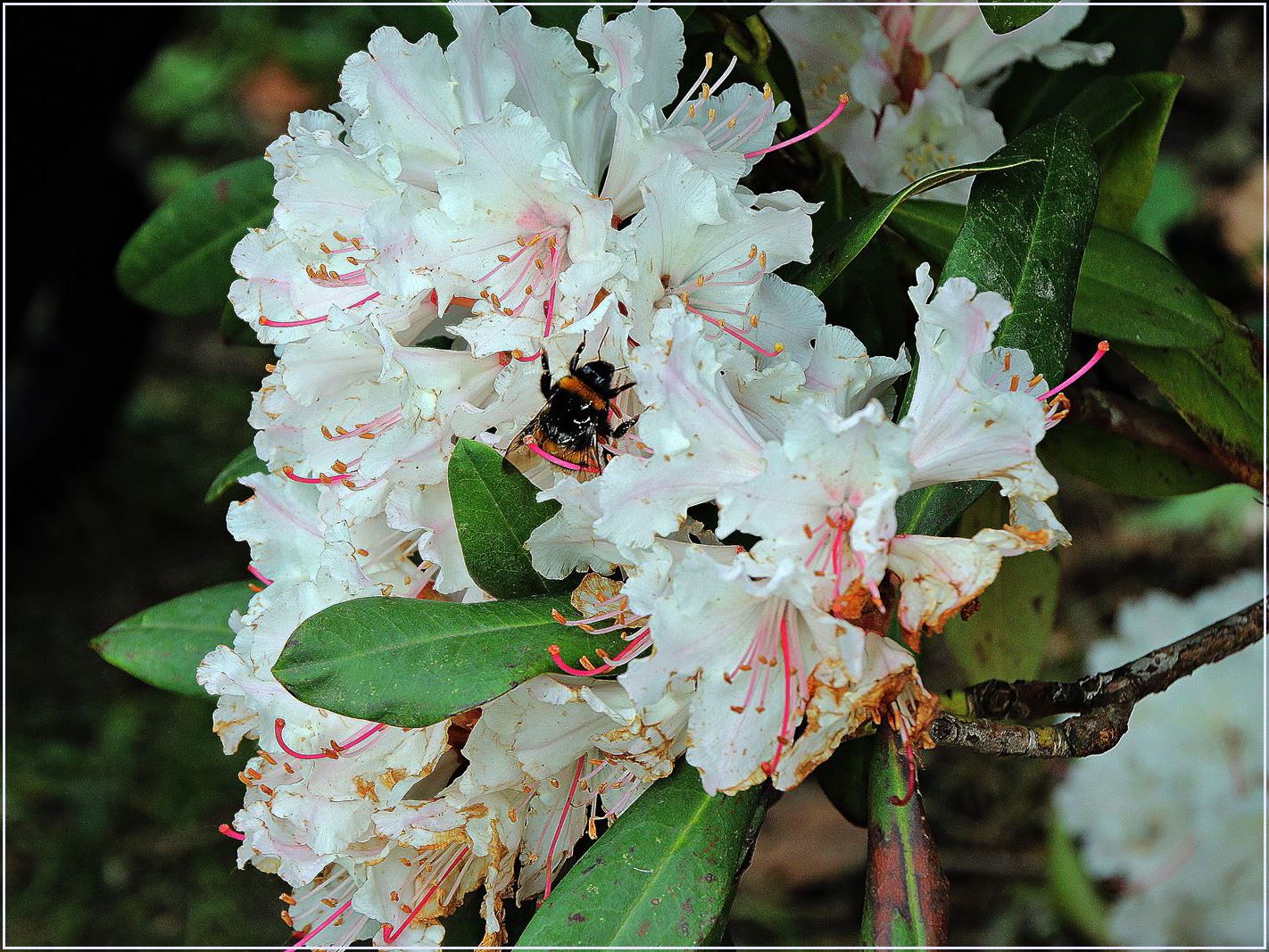 Rhododendron