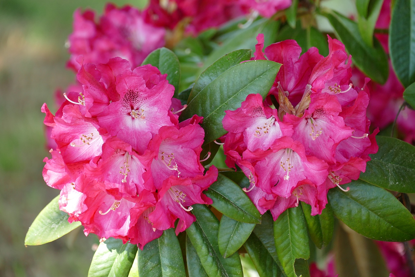 Rhododendron