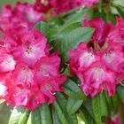 Rhododendron