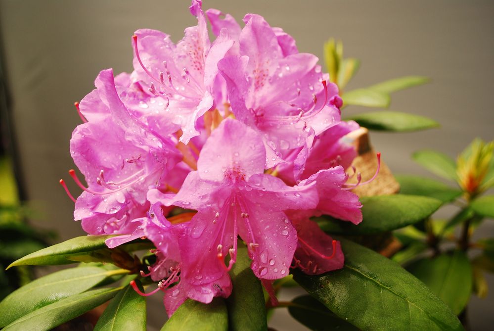 Rhododendron