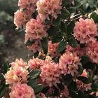 Rhododendron 