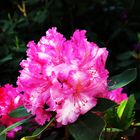 Rhododendron