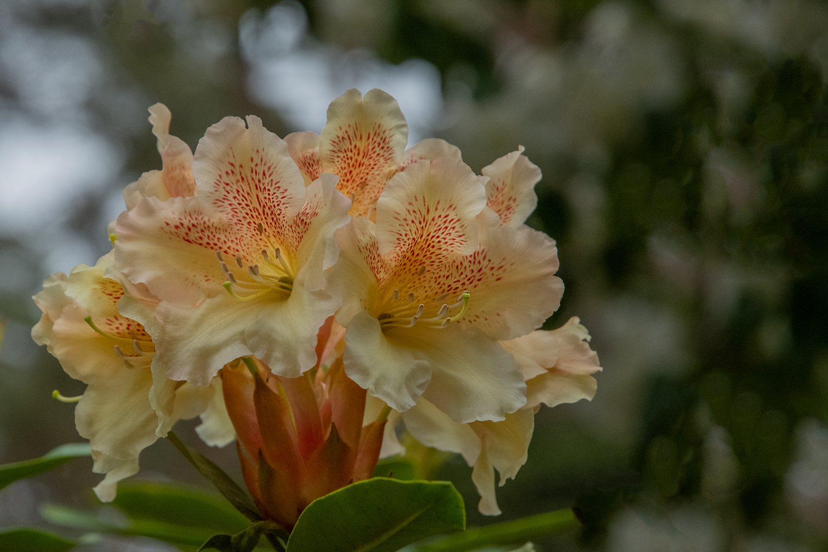 Rhododendron