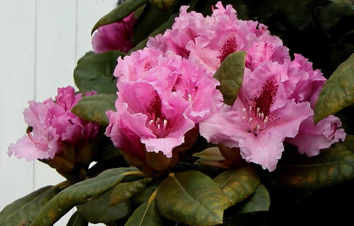 Rhododendron...