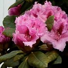 Rhododendron...