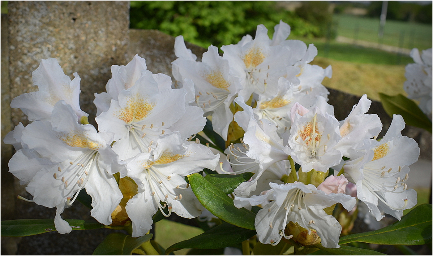 rhododendron