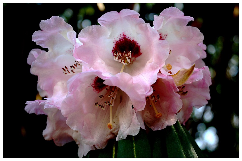 Rhododendron