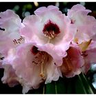 Rhododendron