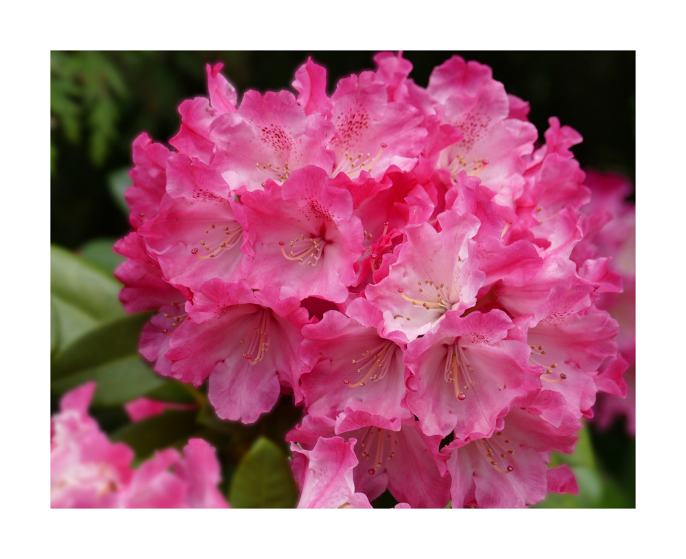 Rhododendron