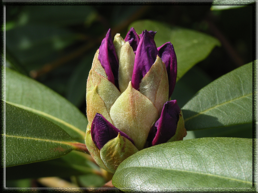 rhododendron